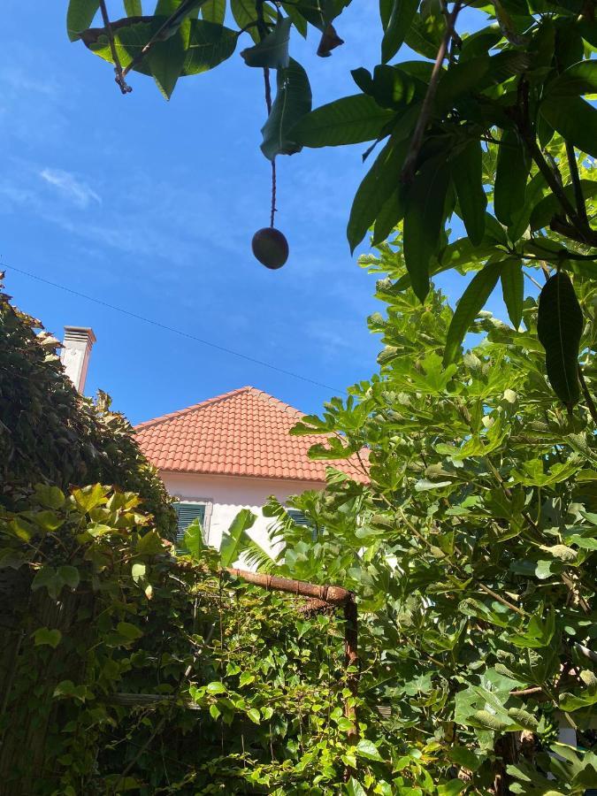 Avo Lucindinha House - Holiday home
